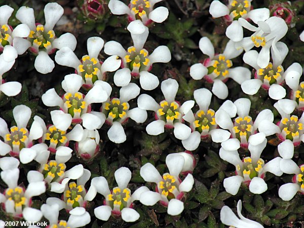 Pyxidanthera Brevifolia